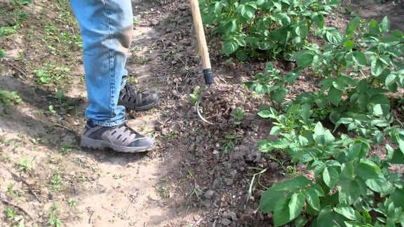 CobraHead® Long Handle Weeder & Cultivator Garden Tool